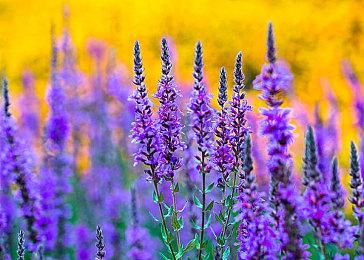 《无主之地4》现已开启预购，游戏正式上线后将包括故事任务和全新秘藏猎人